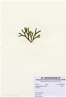 藏品(芮氏松藻)的圖片